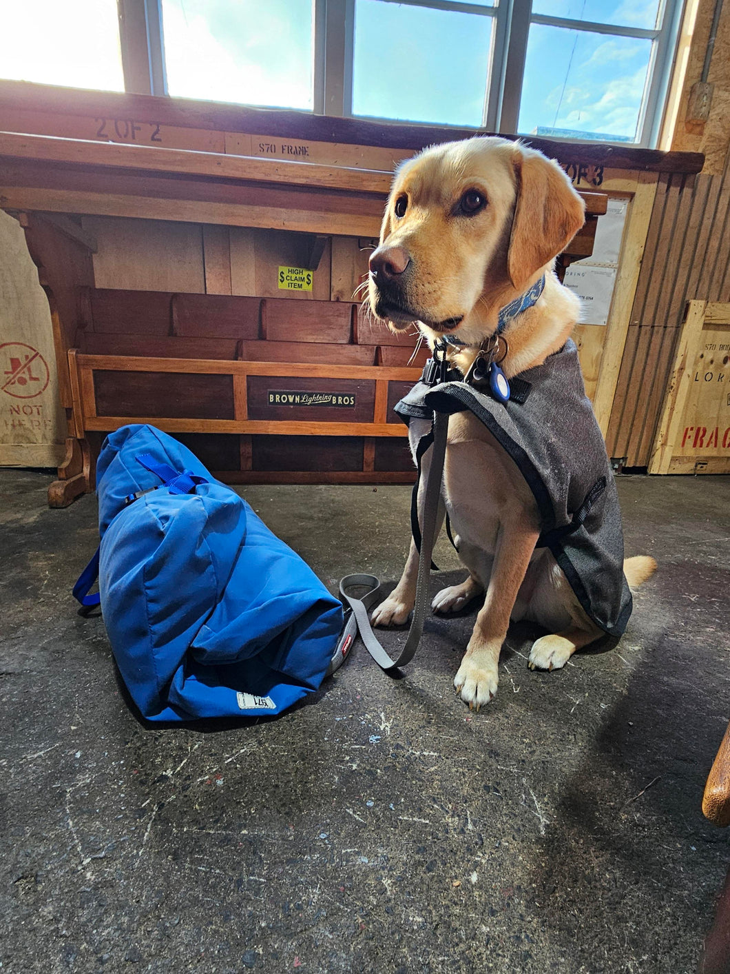 Dog Bed - Travel dog Bed